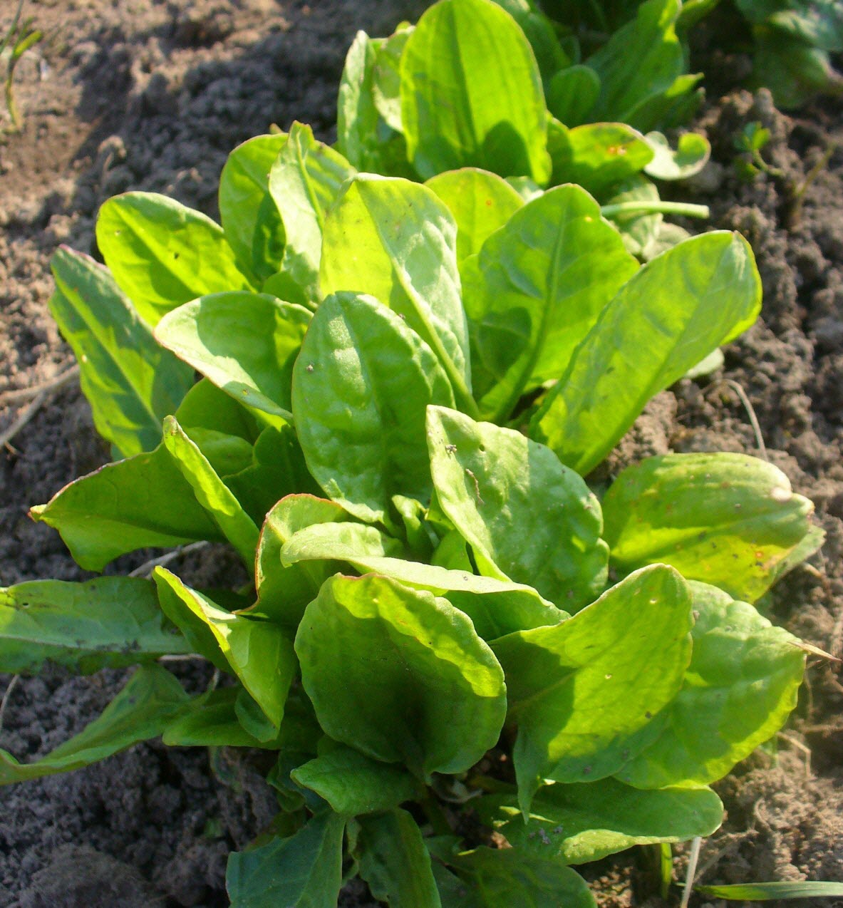 Oseille ''Épinard de Belleville''