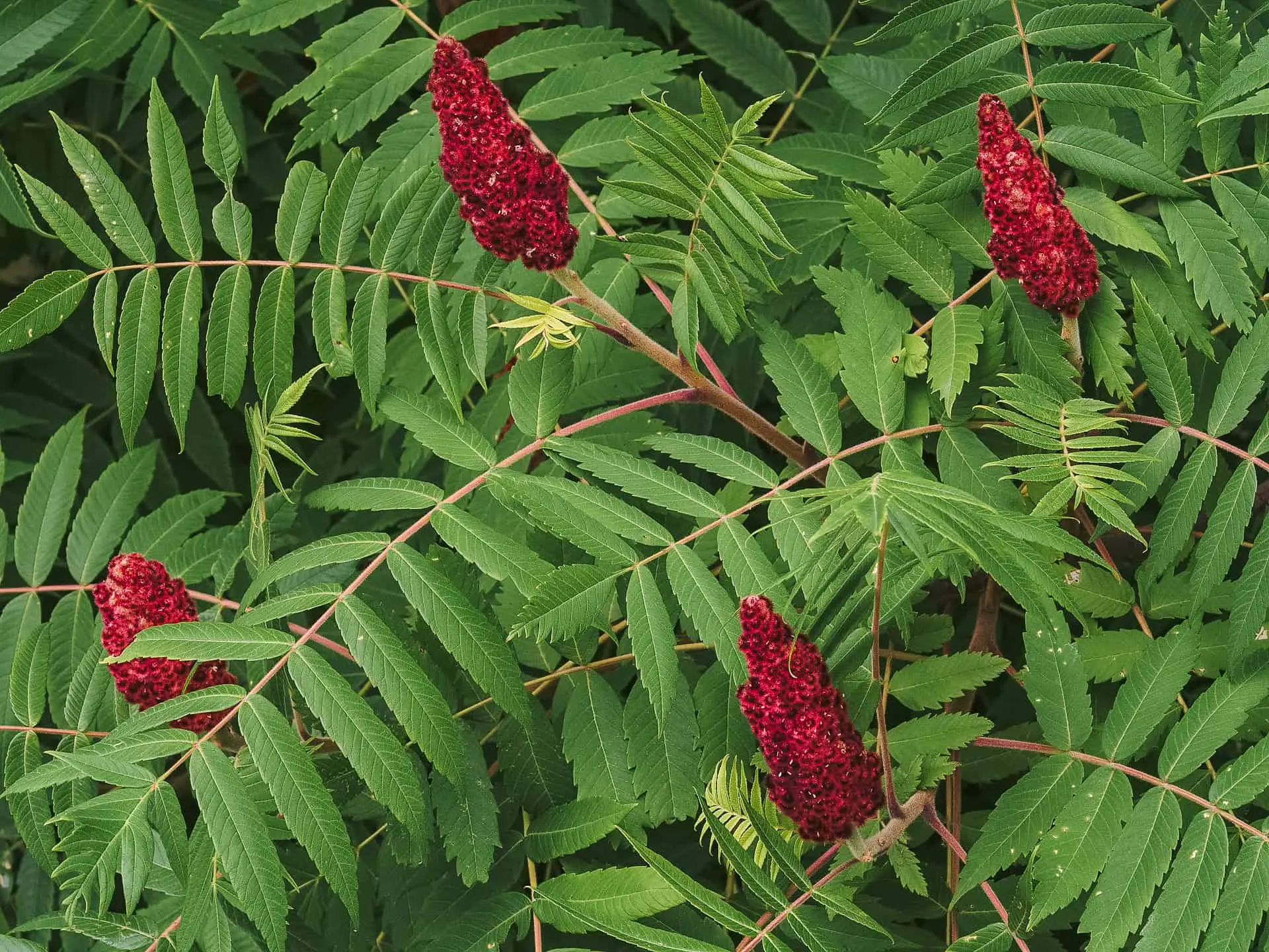 SUMAC DE VIRGINIE saveur Nouveau Monde SemencesNouveauMonde sumac-de-virginie-saveur-nouveau-monde-semencesnouveaumonde