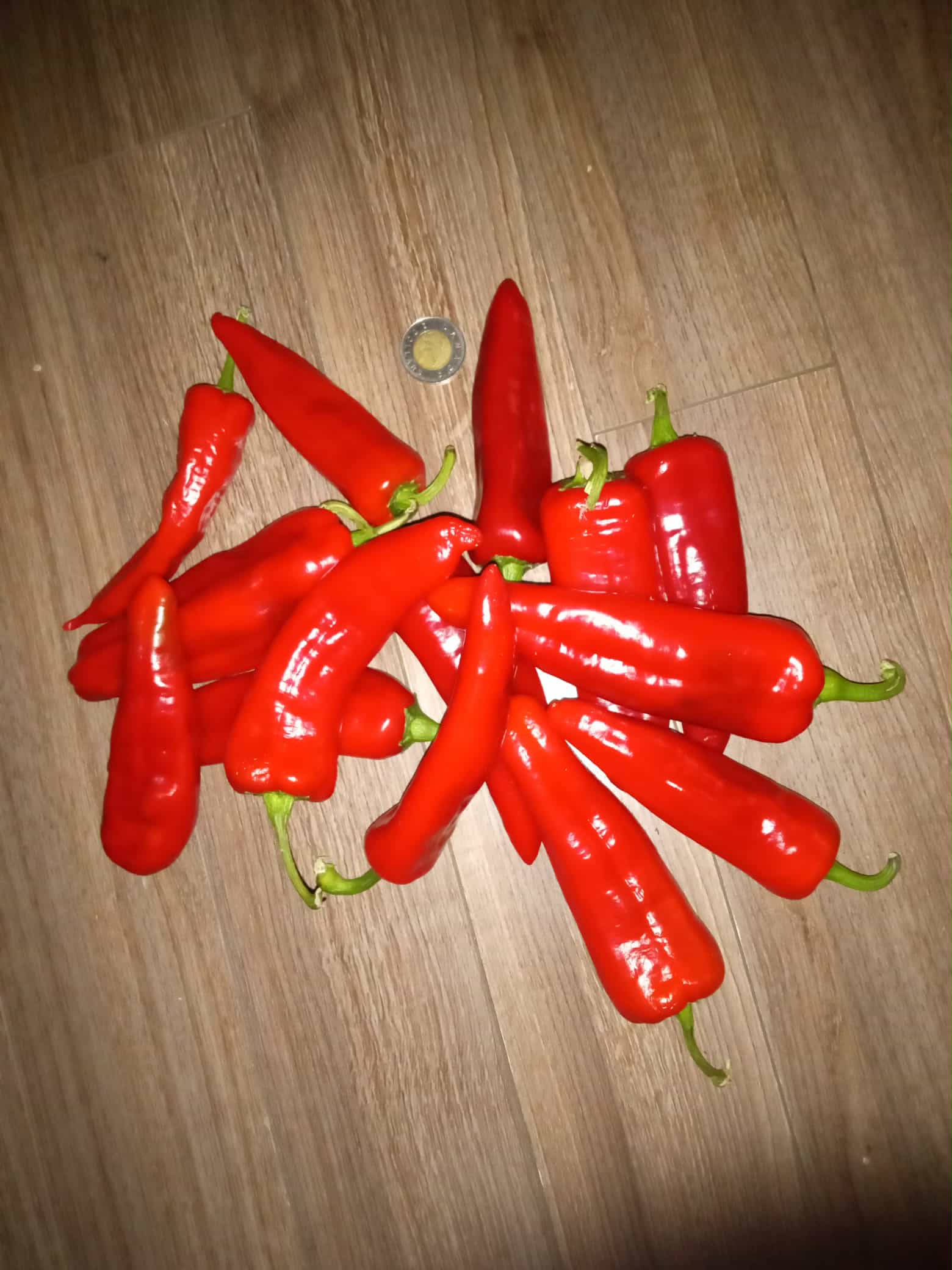Poivron ''Paprika Boldog''
