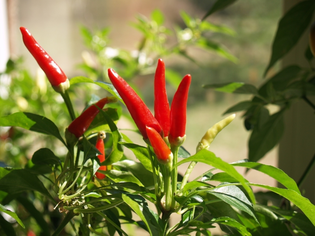 Piment ''Chi Chien''