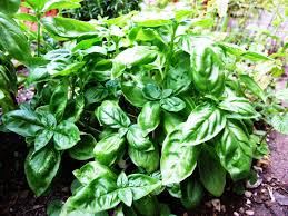 BASILIC ''de GÊNES''