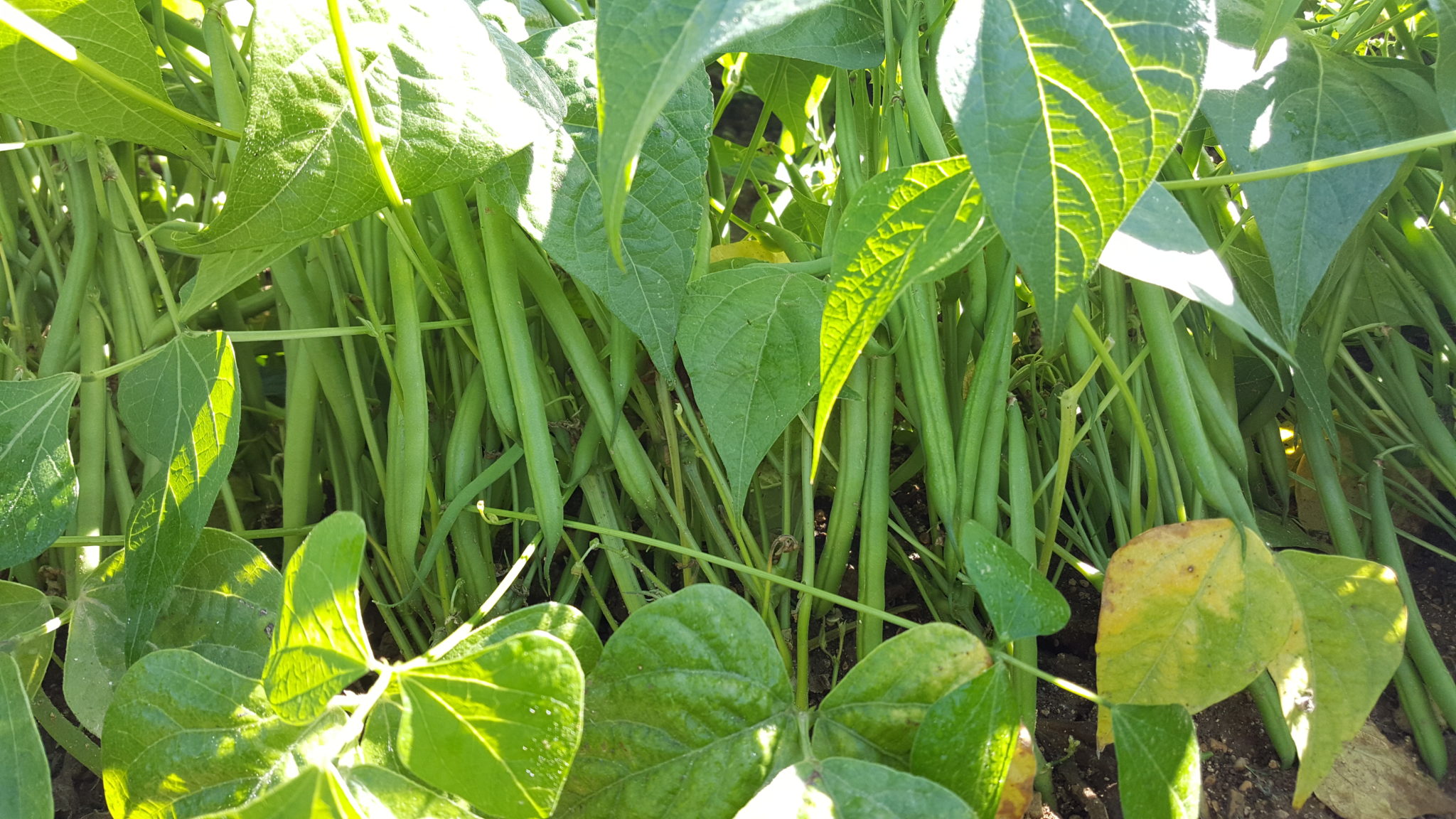 HARICOT vert ''Famille Boucher''