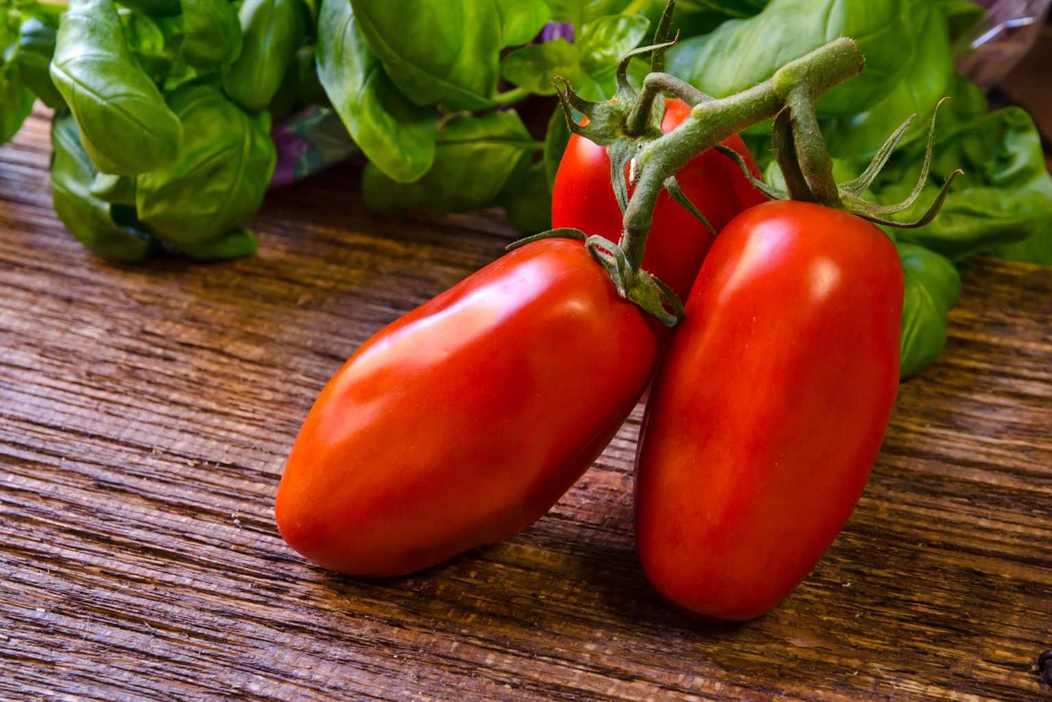 Tomate ''Espagnole Lefebvre''