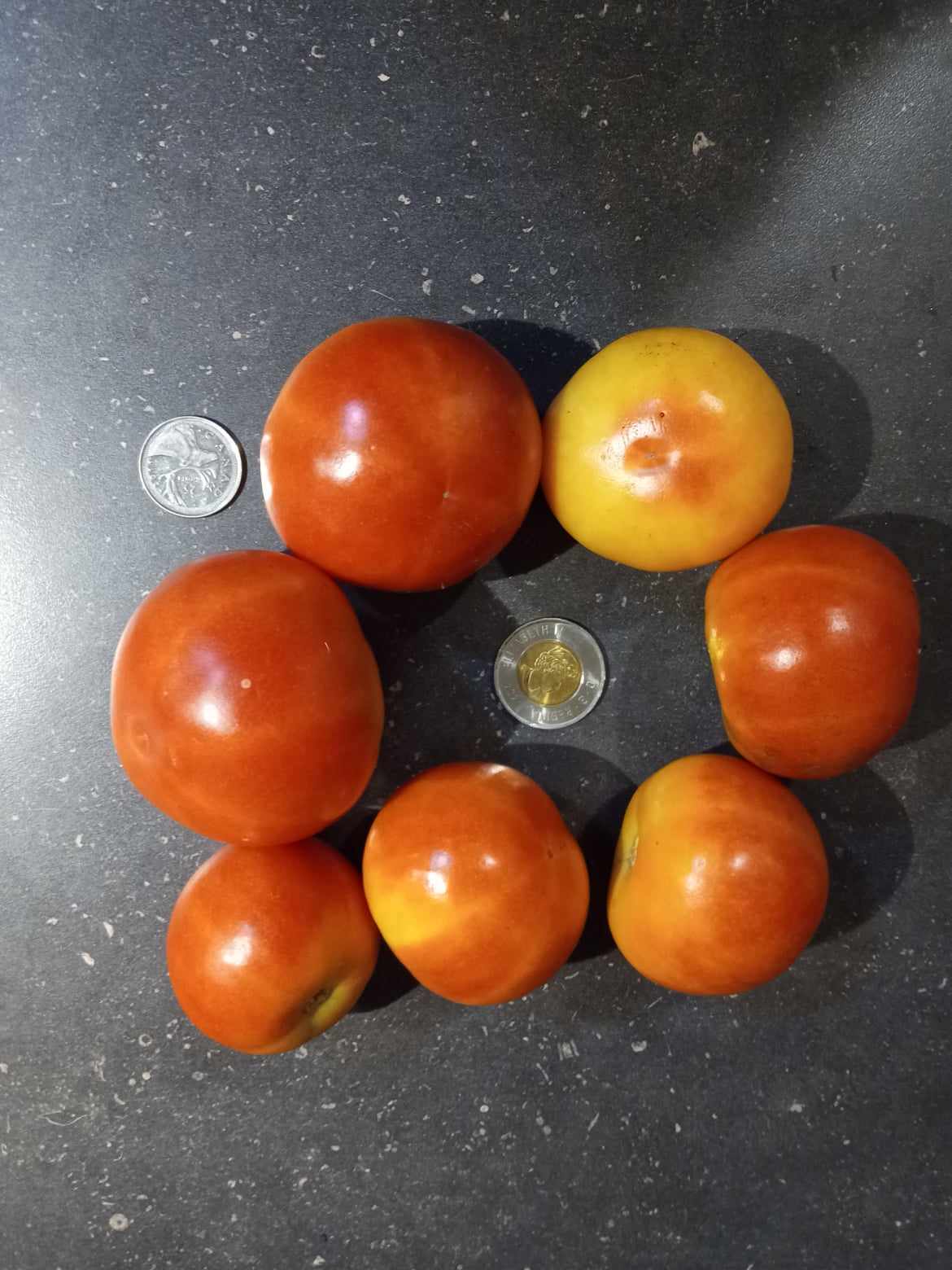 Tomate ''Ramillette de Mallorca''