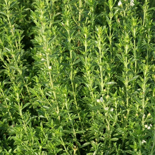 Sariette d'été