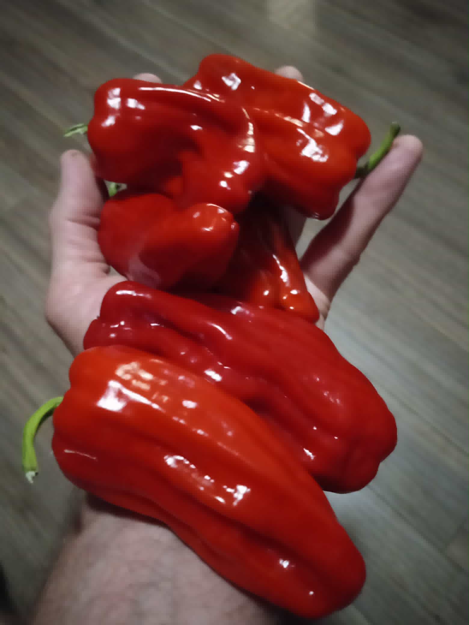 Piment ''d'Alep''