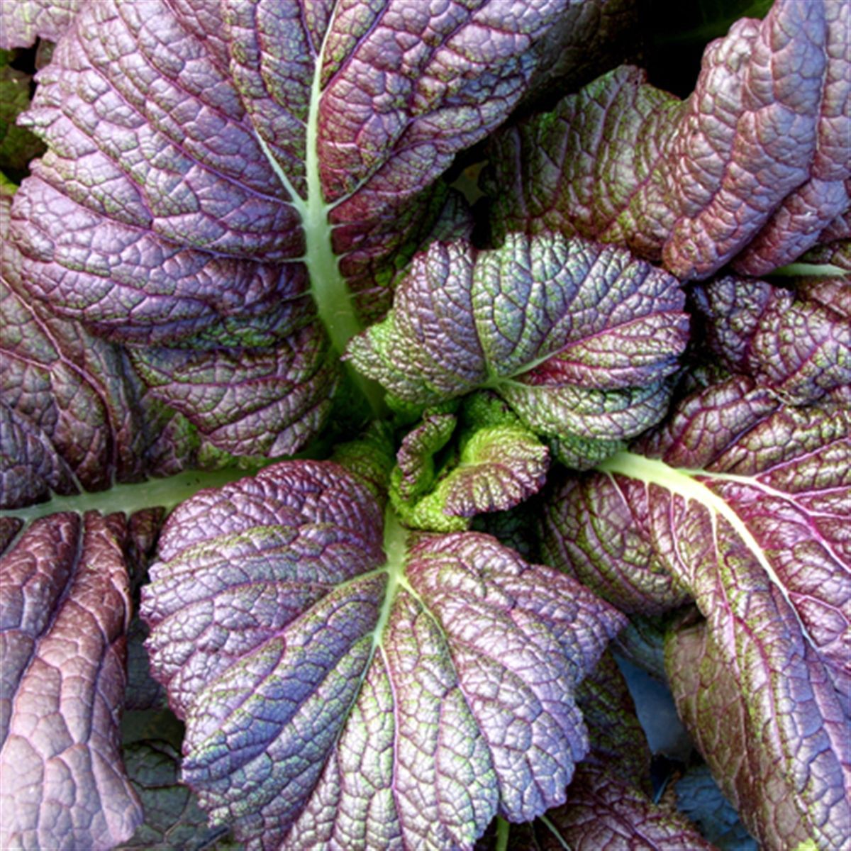 MOUTARDE ''Rouge à Feuilles de Chou''