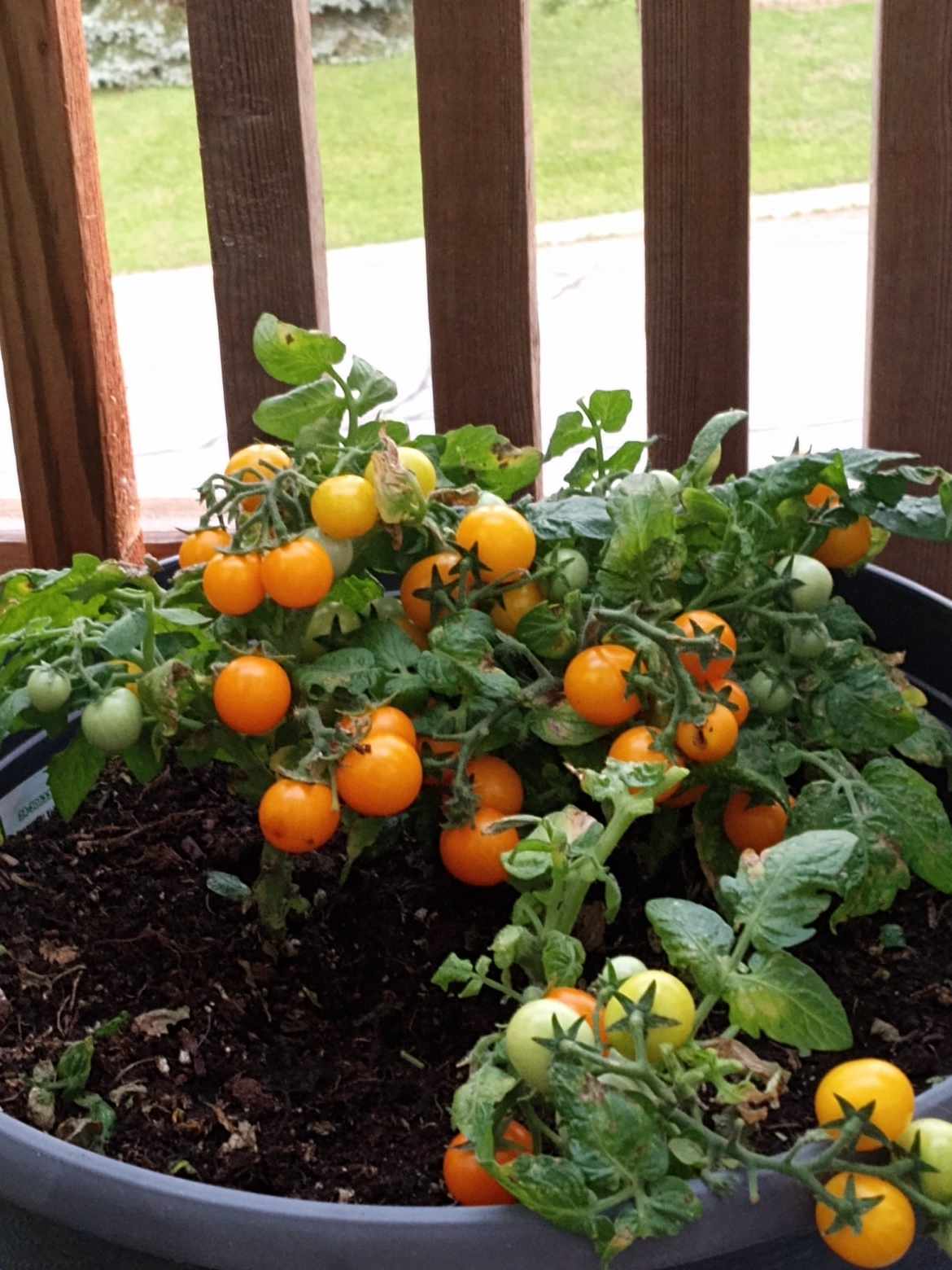 TOMATE ''Micro Gemma'