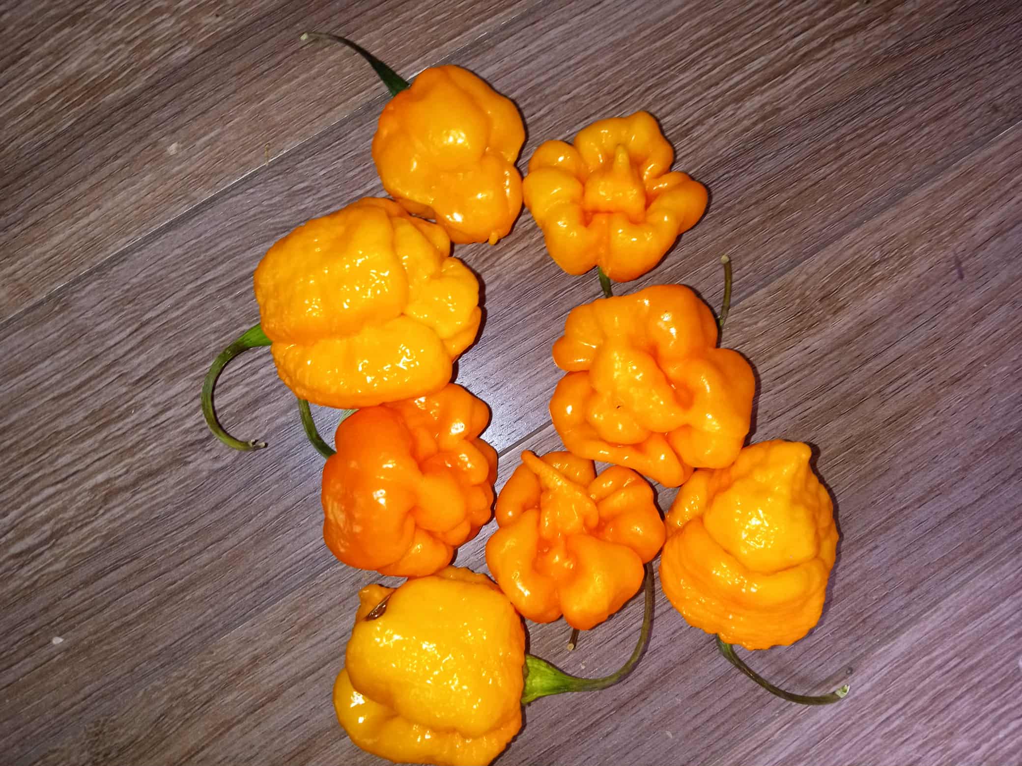 Piments ''Moruga Trinidad Scorpion Jaune''
