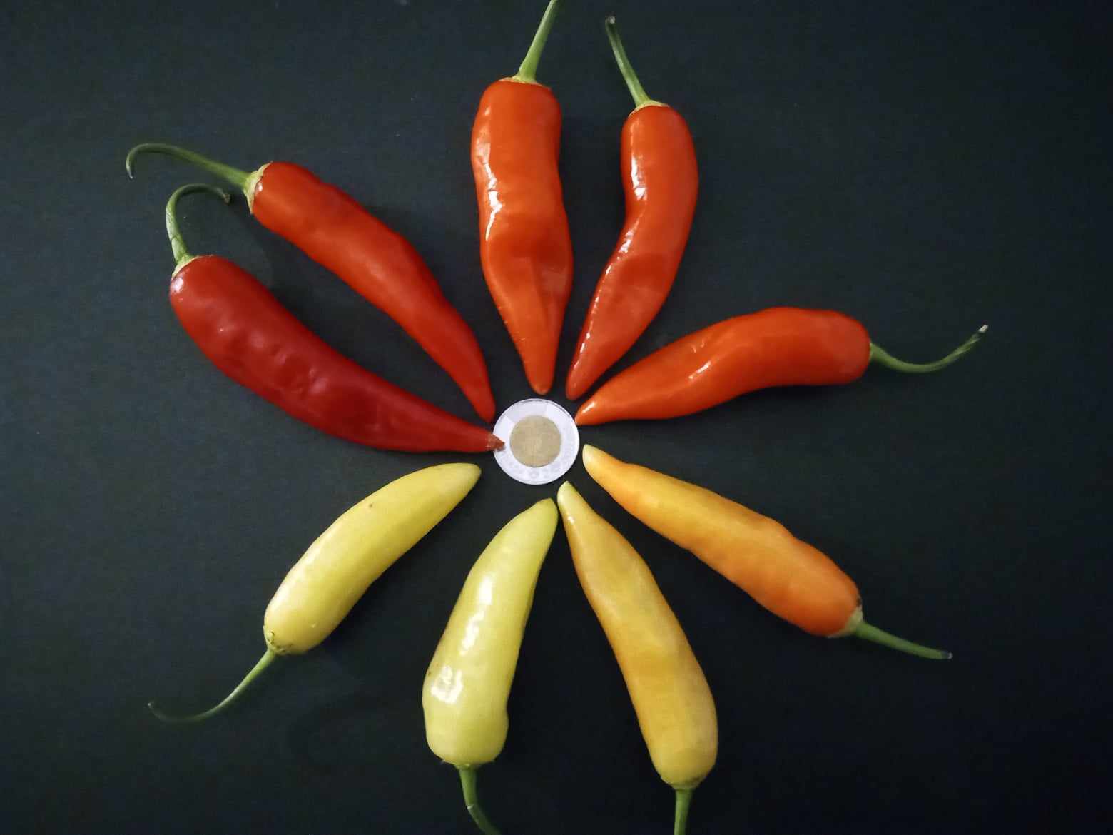 PIMENT''Aji Crystal''
