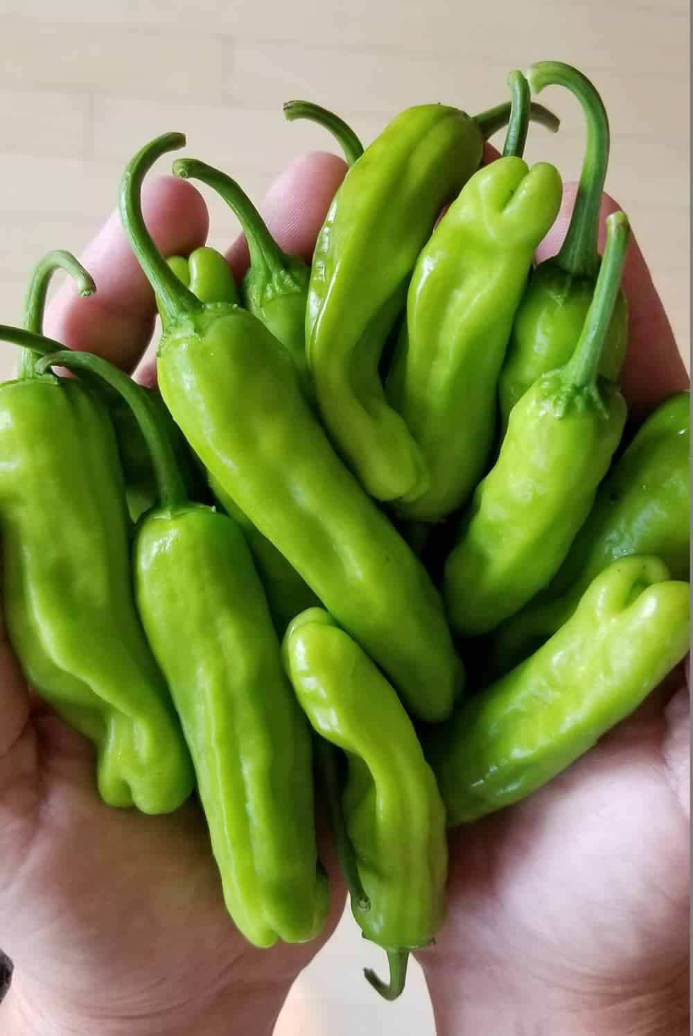 Piment ''Shishito''