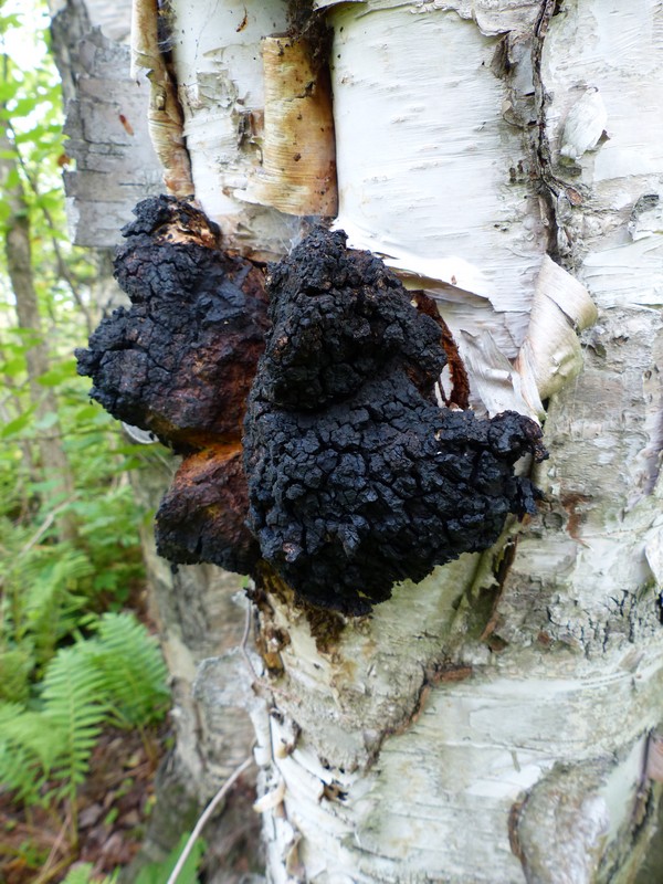 CHAGA EN POUDRE ''saveur nouveau monde''