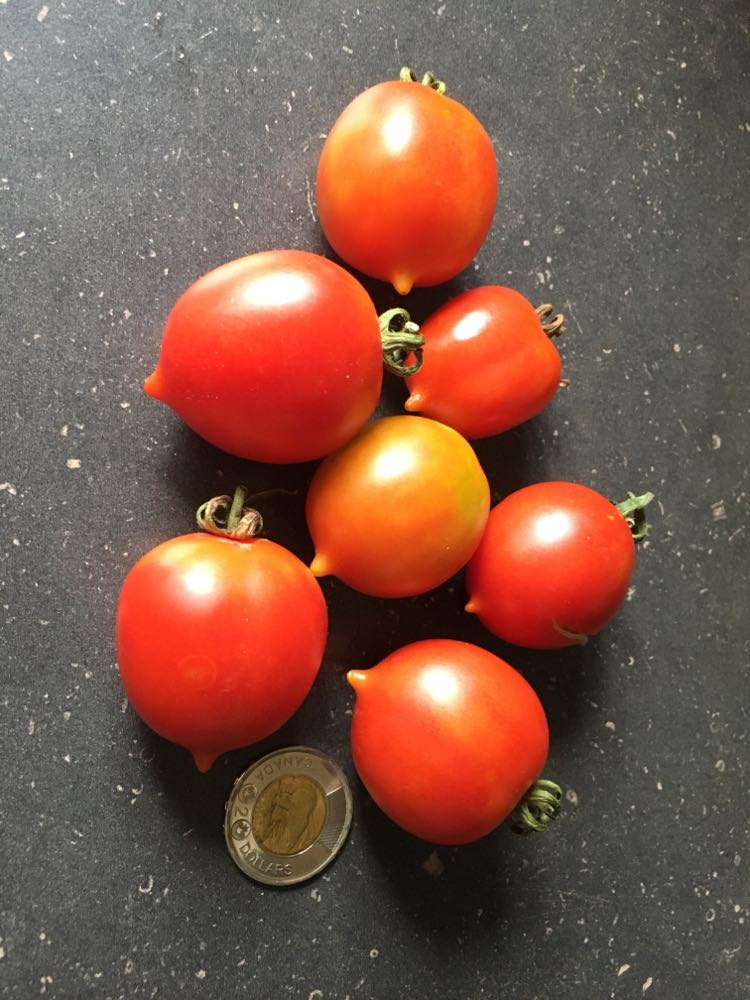 Tomate ''Piennolo del Vésuvio''