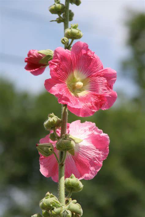 ROSE TRÉMIÈRE