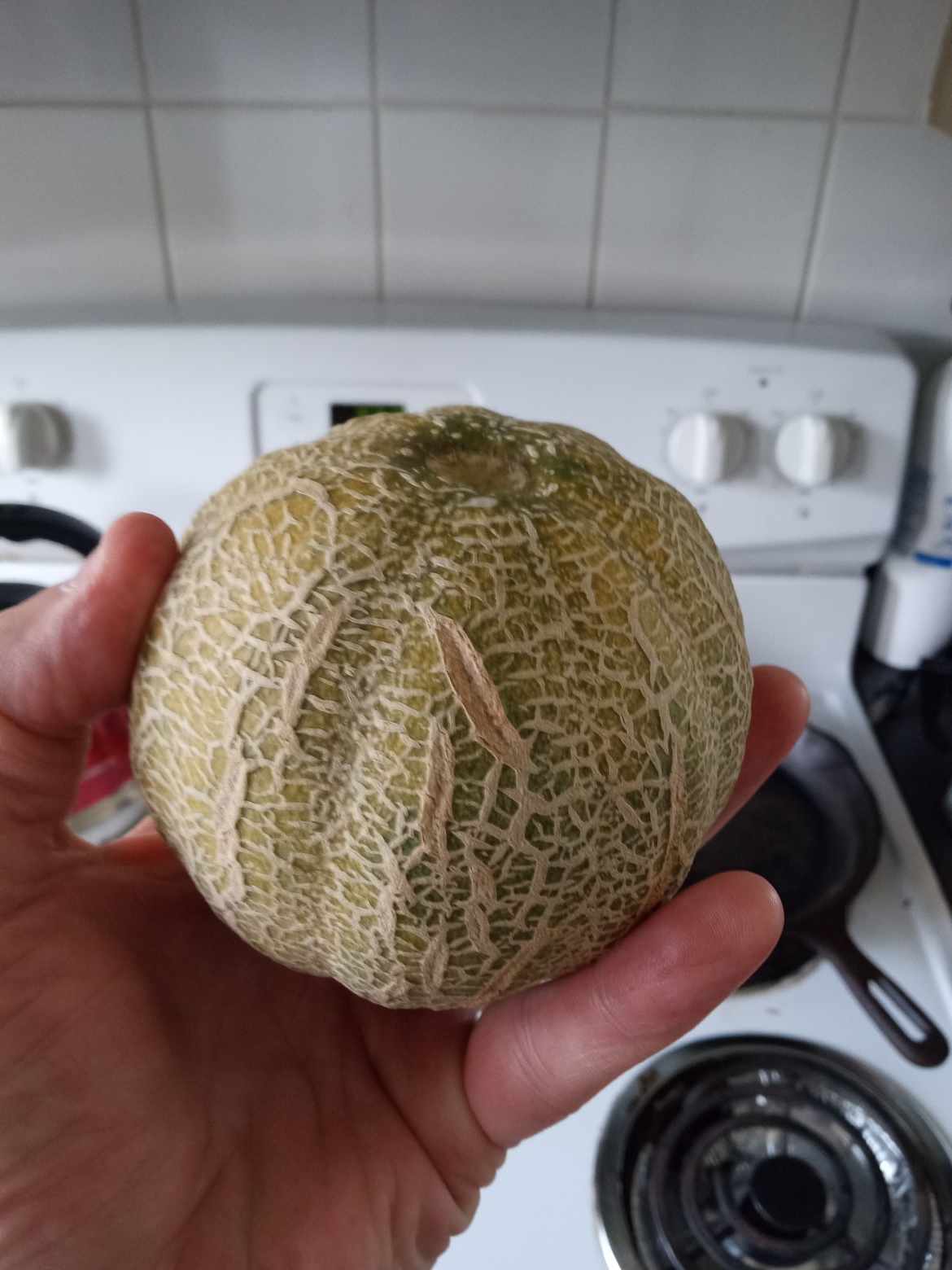 MELON ''Nain du Minnesota''
