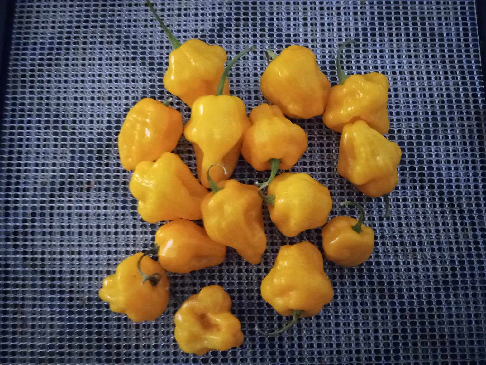 PIMENT ''Trinidad Parfum''
