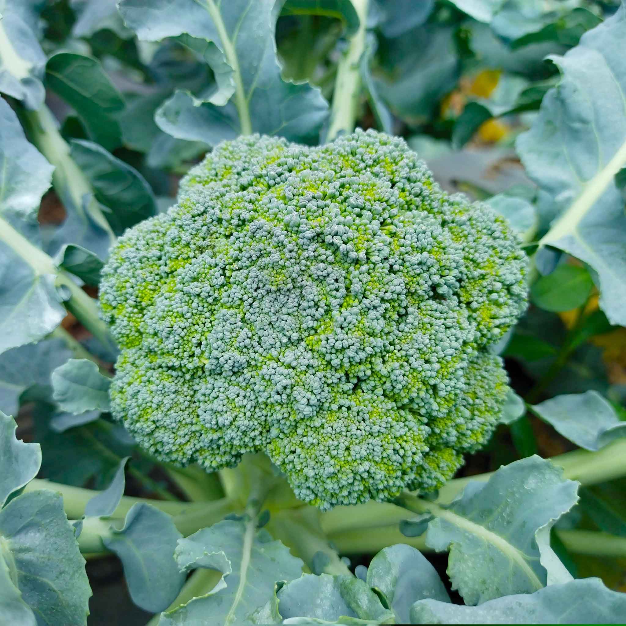 Brocoli Waltham 29