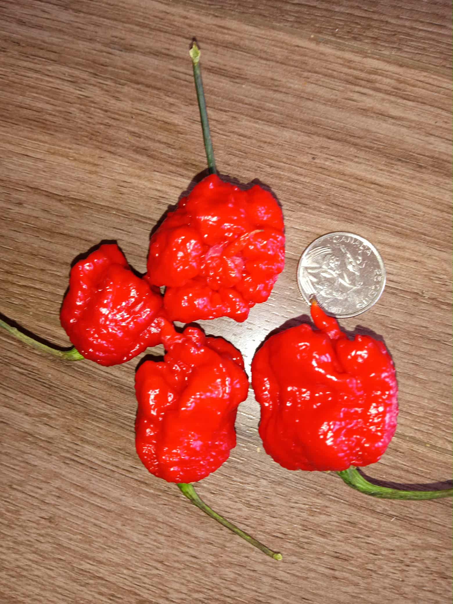 Piments'' Carolina Reaper''