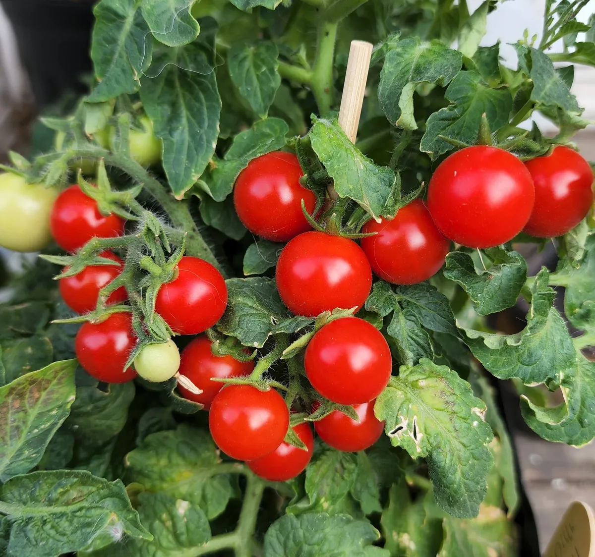 Tomate MicroTina