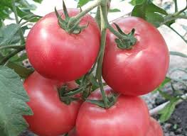 TOMATES''Rose Aimée''