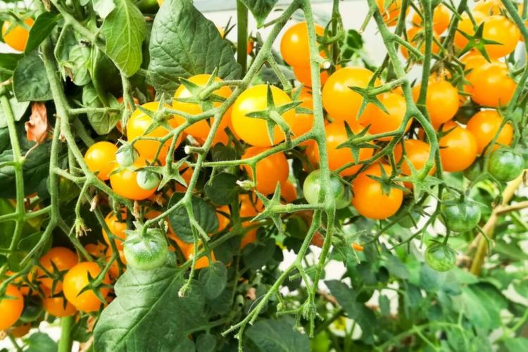 Tomates Sauvages Des Iles Galapagos "Cheesmanii"