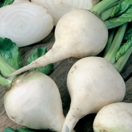 BETTERAVE ALBINO