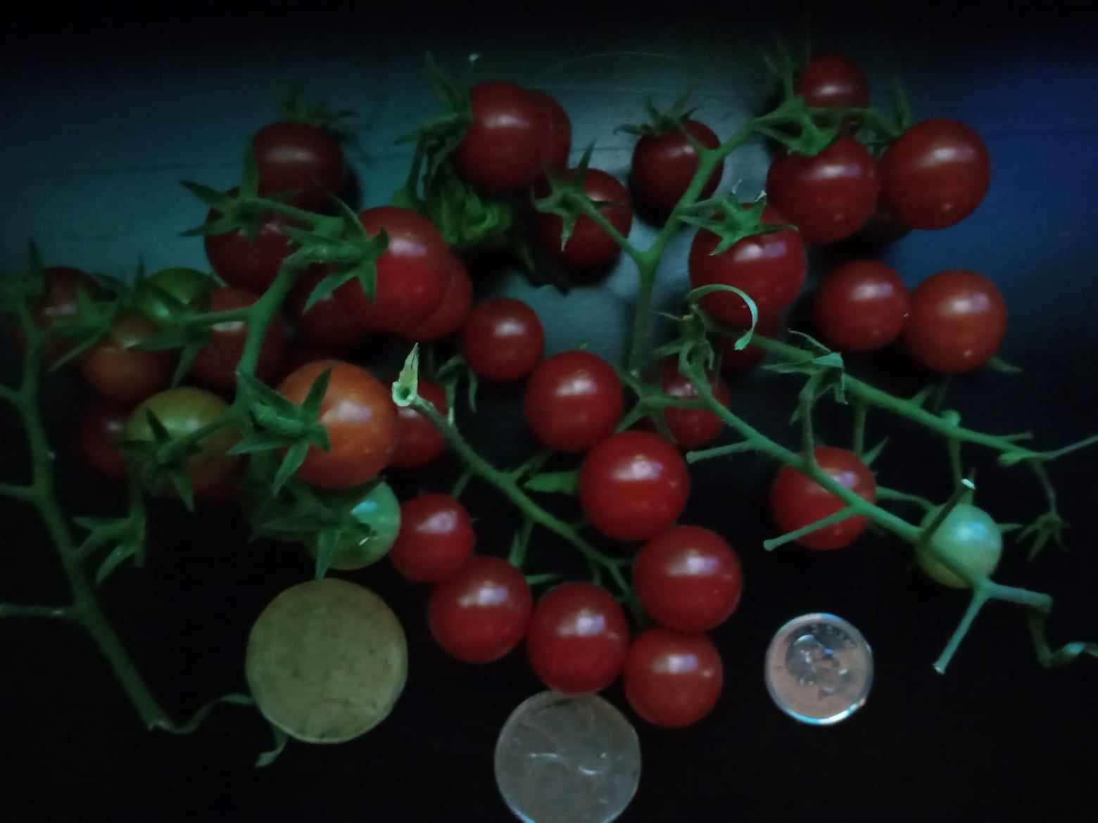 Tomates "Petit Moineau"