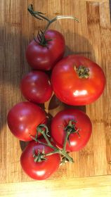 TOMATE « QUÉBEC NUMÉRO 13 »
