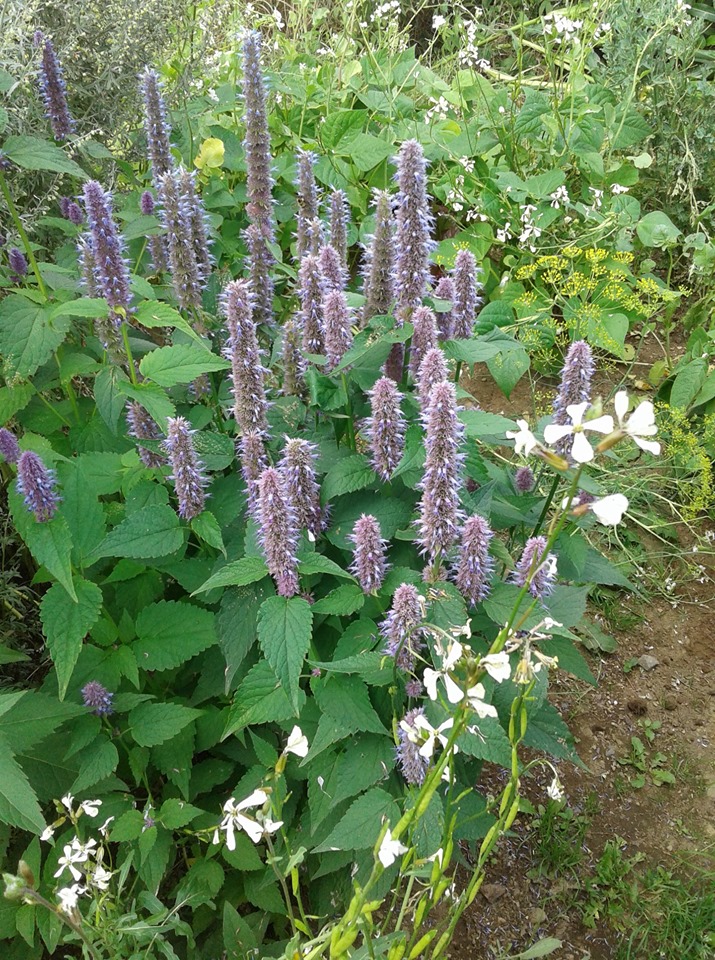 AGASTACHE FENOUIL