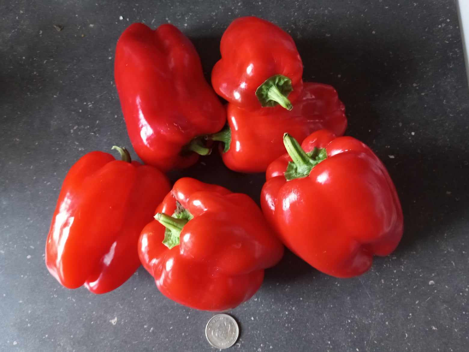 Poivrons ''Roi du Nord  (king of the north)