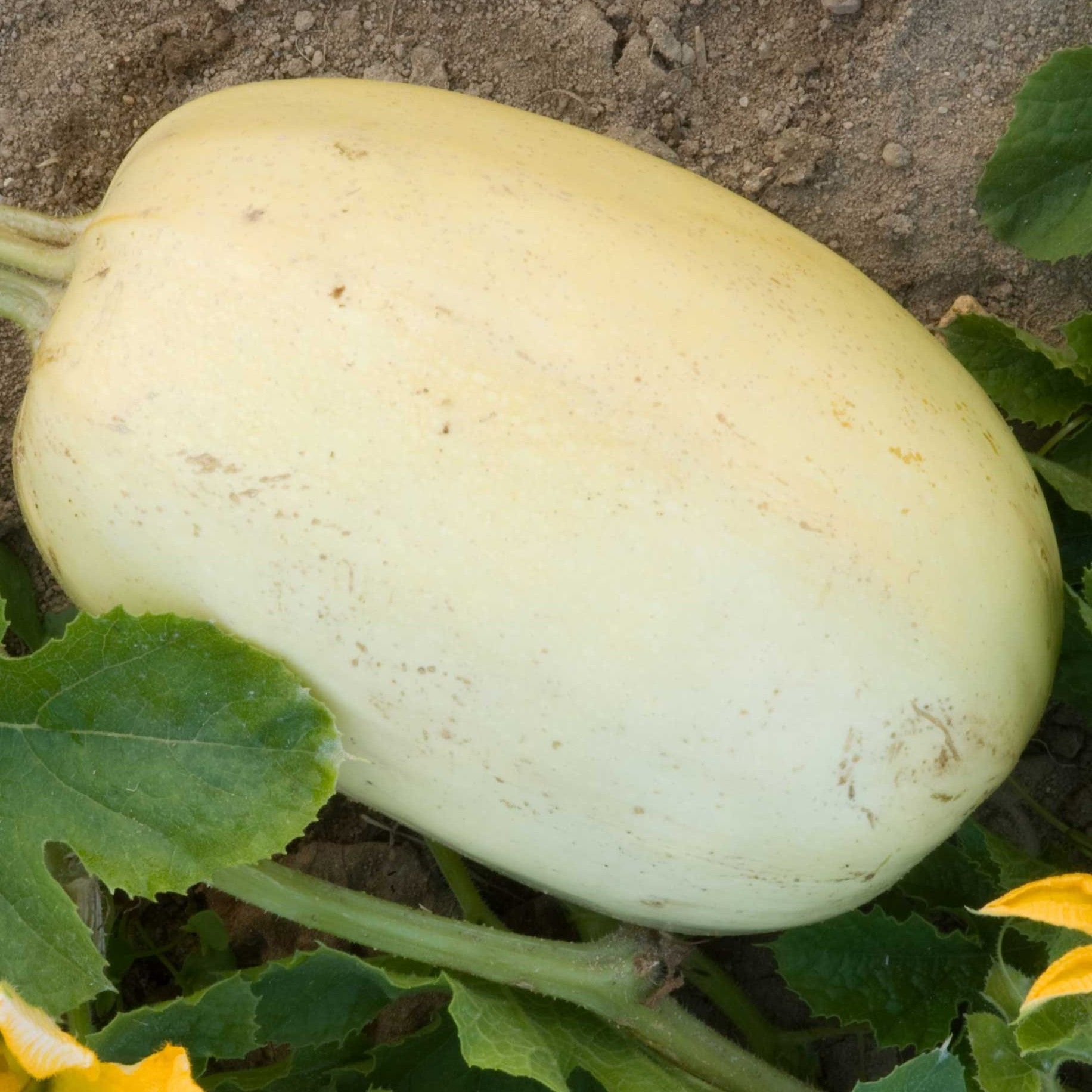 COURGE ''SPAGHETTI''