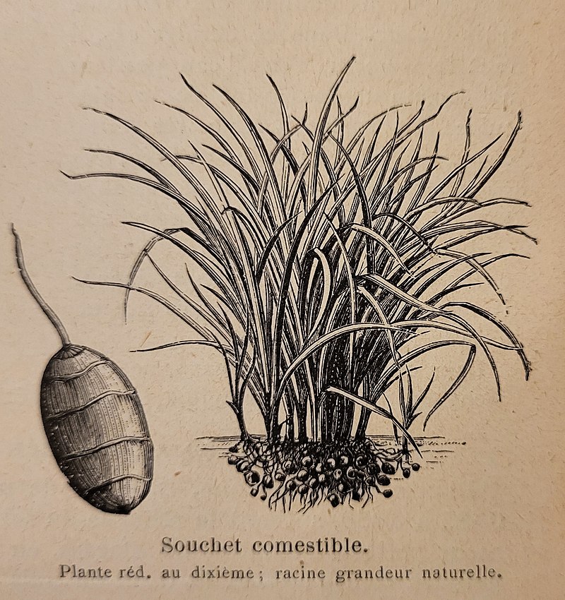 Souchet ''Amande de terre''
