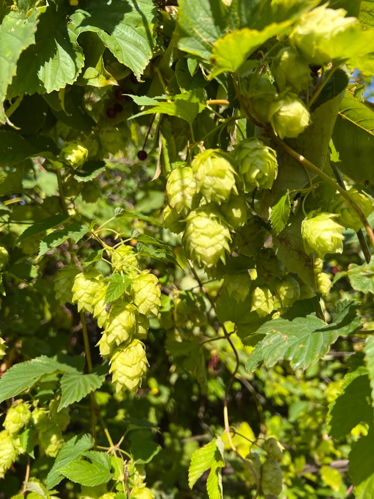 Cônes de Houblon naturel.