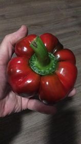 POIVRON ''GOGOSAR''
