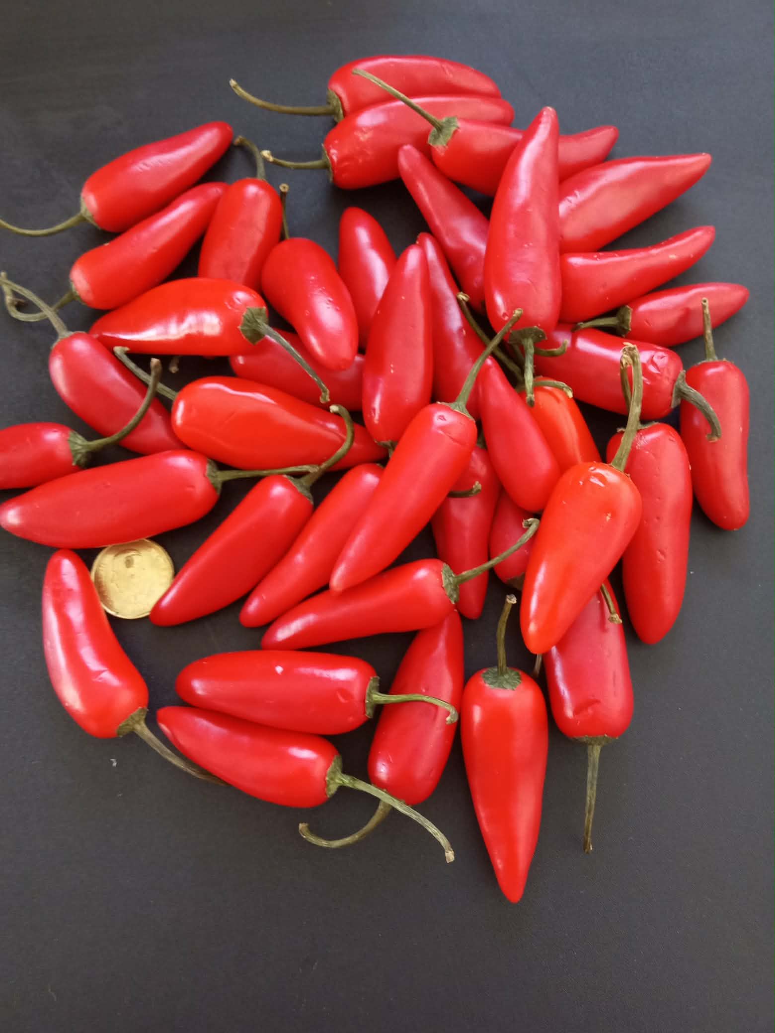 Piments ''EarlyJalapenos''