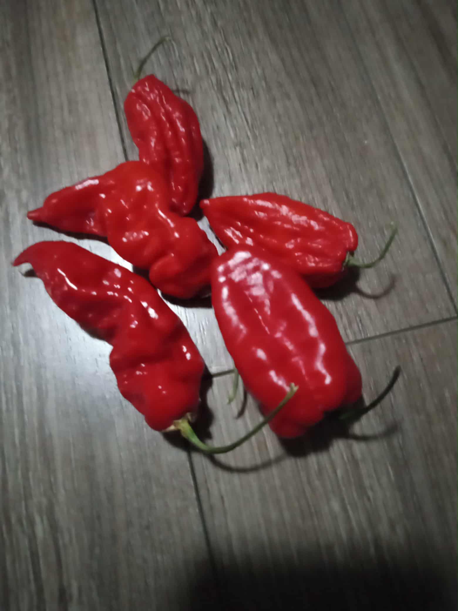 Piment ''Buth Jolokia''