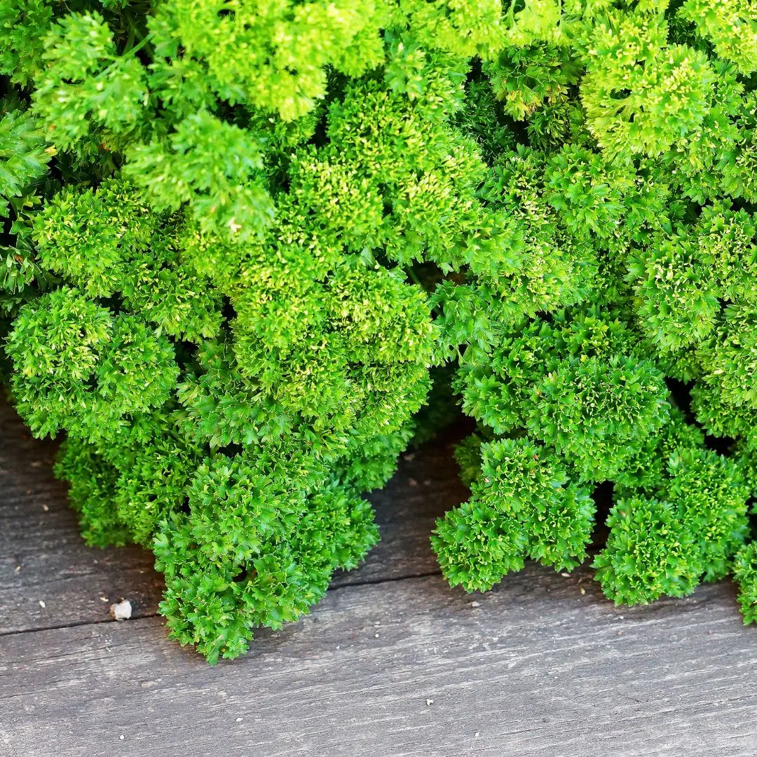 Persil Frisé ''Forêt Verte''