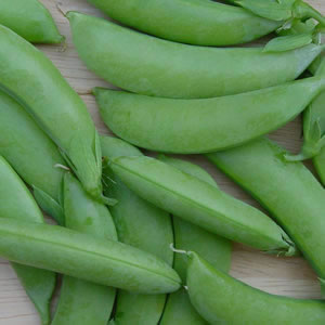 Pois mange-tout''Cascadia''