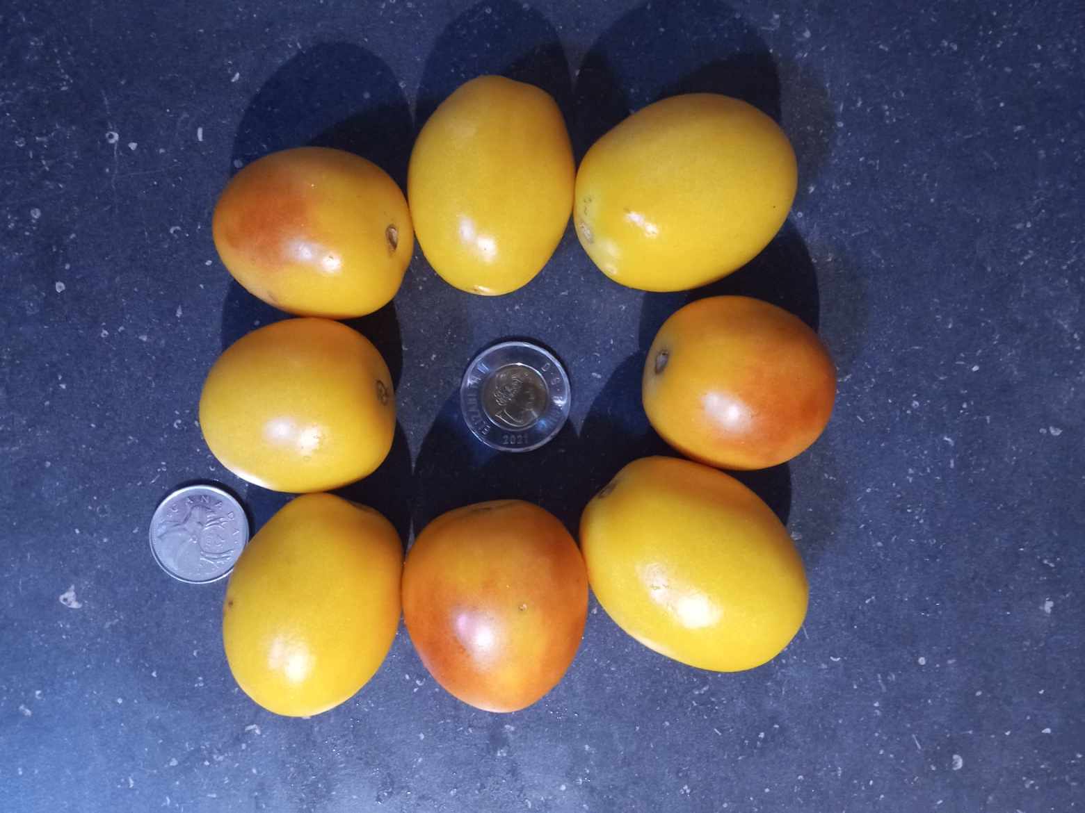 Tomate ''Madagascar''