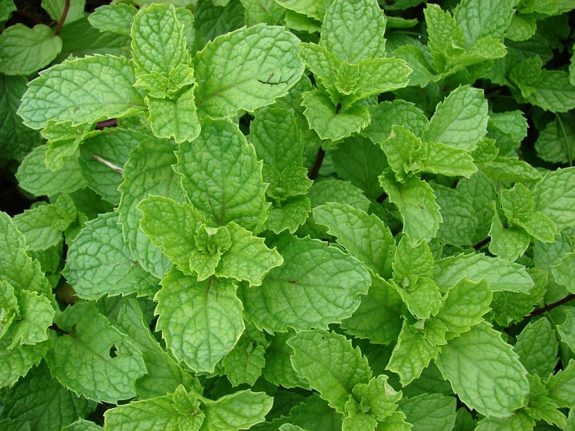 Menthe verte