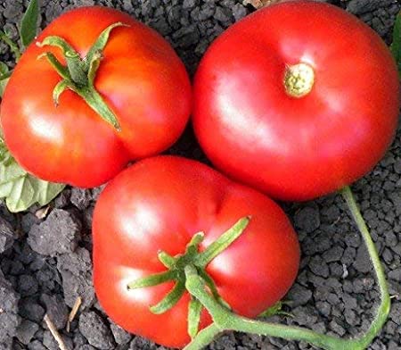 TOMATE ''MOSKOVITCH''