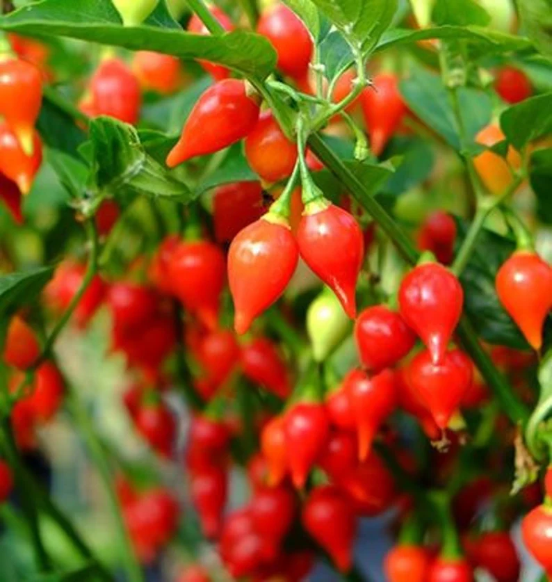 Piment ''Biquinho''