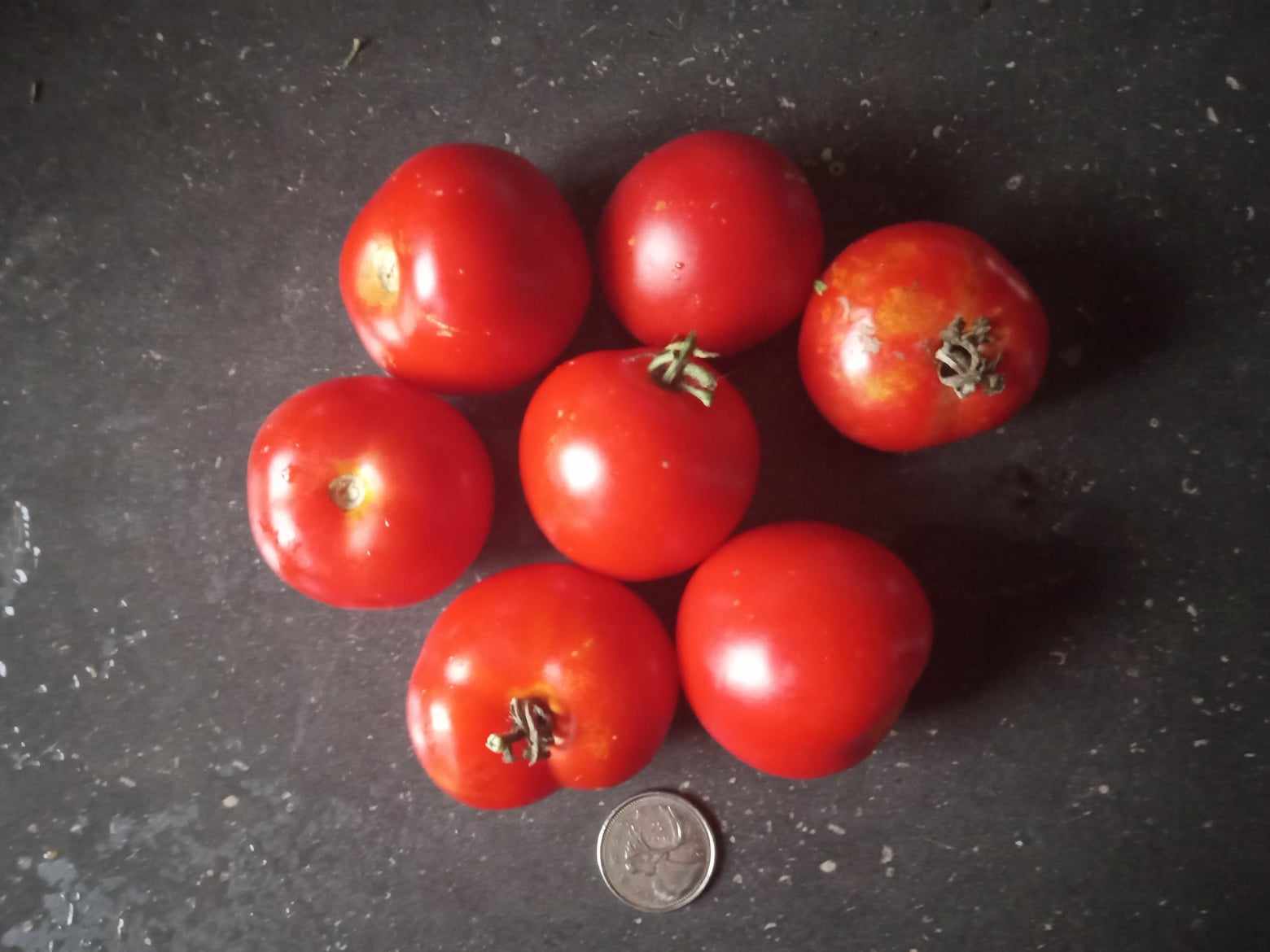 Tomate Matina