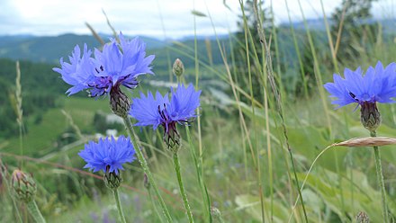 Centaurée Bleu