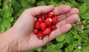 FRAISES ALPINE ''Mignonette''
