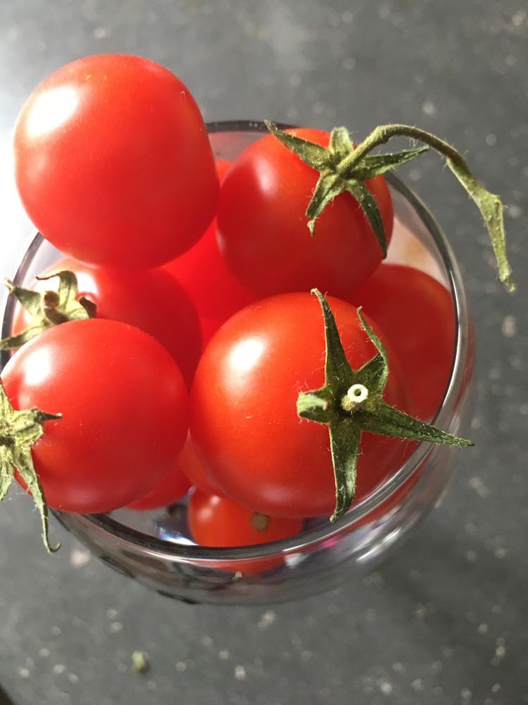 TOMATES ''PETIT-BEC''