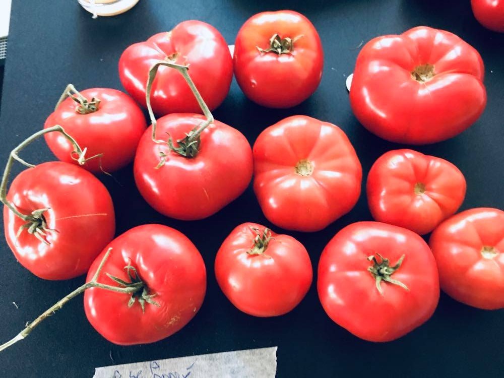 TOMATE ''ROSE à ANDRÉ''