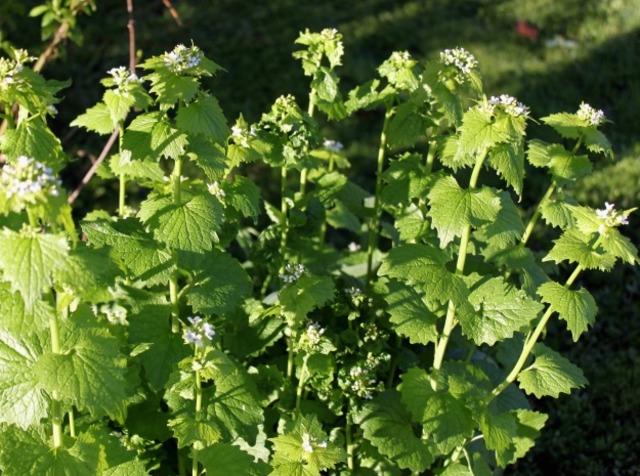 MÉLISSE CITRONELLE