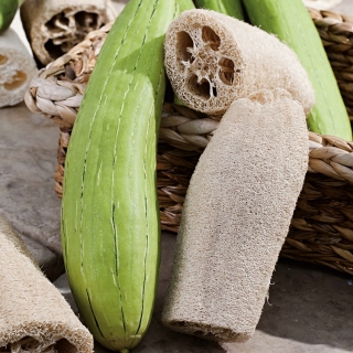 Courge LOOFAH
