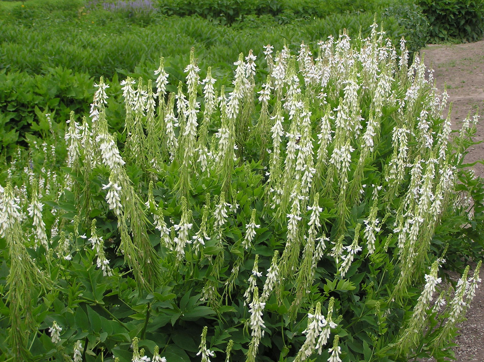 MÉLILOT BLANC semences